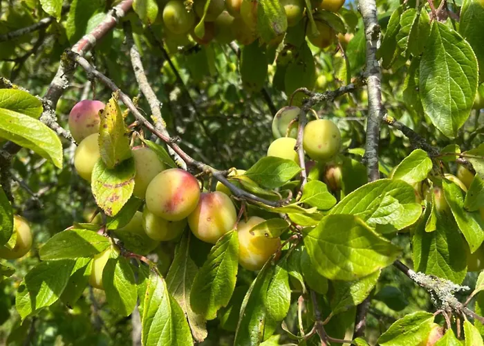 Modern 7br * Рёдбю