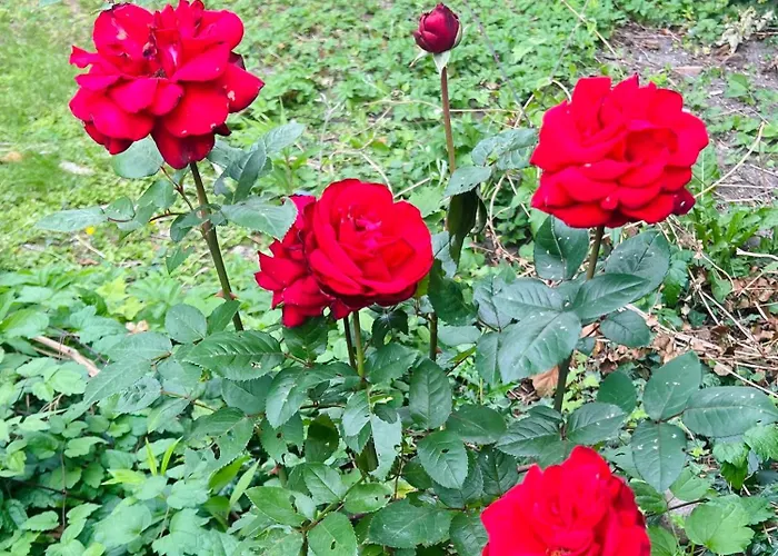 Вилла Modern 7br *